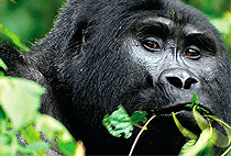 5 Day Uganda Safari Lake Mburo Bwindi Gorilla Queen Elizabeth 5 Day Uganda Safari Lake Mburo Bwindi Gorilla Queen Elizabeth