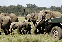 5 Days Uganda Safari Murchison Falls Queen Elizabeth National Park 5 Days Uganda Safari Murchison Falls Queen Elizabeth National Park
