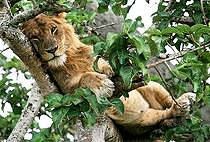 5 Day Uganda Safari Lake Mburo Bwindi Gorilla Queen Elizabeth 5 Day Uganda Safari Lake Mburo Bwindi Gorilla Queen Elizabeth