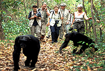 5 Days 4 Nights Queen Elizabeth Kibale Forest Uganda Safari 5 Days 4 Nights Queen Elizabeth Kibale Forest Uganda Safari