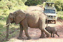 5 Days 4 Nights Uganda Gorilla Trekking Tours Wildlife Safaris 5 Days 4 Nights Uganda Gorilla Trekking Tours Wildlife Safaris