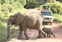 5 Days 4 Nights Queen Elizabeth Kibale Forest Uganda Safari 5 Days 4 Nights Queen Elizabeth Kibale Forest Uganda Safari