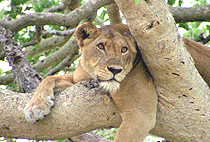 5 Days Uganda Safari Murchison Falls Queen Elizabeth National Park 5 Days Uganda Safari Murchison Falls Queen Elizabeth National Park