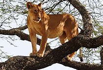 6 Days 5 Nights Uganda Safari Chimpanzee Wildlife Tour 6 Days 5 Nights Uganda Safari Chimpanzee Wildlife Tour