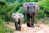 6 Days 5 Nights Uganda Safaris Gorilla Trekking Wildlife Tours 6 Days 5 Nights Uganda Safaris Gorilla Trekking Wildlife Tours