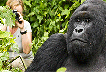 5 Days 4 Nights Bwindi Gorilla Trek Lake Bunyonyi Safari 5 Days 4 Nights Bwindi Gorilla Trek Lake Bunyonyi Safari