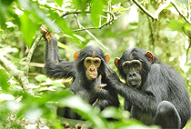 5 Days Uganda Safari Murchison Falls Kibale National Park 5 Days Uganda Safari Murchison Falls Kibale National Park