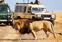 5 Days Uganda Safari Murchison Falls Kibale National Park 5 Days Uganda Safari Murchison Falls Kibale National Park