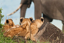 5 Days 4 Nights Uganda Safari Kidepo Murchison Falls Tour 5 Days 4 Nights Uganda Safari Kidepo Murchison Falls Tour