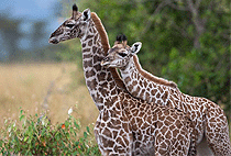 5 Days 4 Nights Kidepo National Park Uganda Safari 5 Days 4 Nights Kidepo National Park Uganda Safari