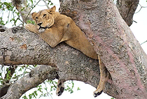 5 Days 4 Nights Queen Elizabeth Kibale Forest Uganda Safari 5 Days 4 Nights Queen Elizabeth Kibale Forest Uganda Safari