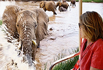 5 Day Uganda Safari Lake Mburo Bwindi Gorilla Queen Elizabeth 5 Day Uganda Safari Lake Mburo Bwindi Gorilla Queen Elizabeth