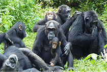 6 Days 5 Nights Uganda Safari Chimpanzee Wildlife Tour 6 Days 5 Nights Uganda Safari Chimpanzee Wildlife Tour