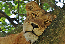 6 Days 5 Nights Uganda Safaris Gorilla Trekking Wildlife Tours 6 Days 5 Nights Uganda Safaris Gorilla Trekking Wildlife Tours