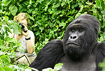 5 Days 4 Nights Uganda Rwanda Gorilla Safari 5 Days 4 Nights Uganda Rwanda Gorilla Safari