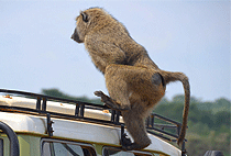 3 Days 2 Nights Mbweha Camp Lake Nakuru Safari Package 3 Days 2 Nights Mbweha Camp Lake Nakuru Safari Package