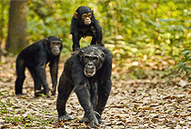 6 Days 5 Nights Uganda Wildlife Safari Chimpanzee Gorilla Trekking 6 Days 5 Nights Uganda Wildlife Safari Chimpanzee Gorilla Trekking