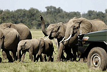 3 Days 2 Nights Tipilikwani Mara Camp Flying Safari Package 3 Days 2 Nights Tipilikwani Mara Camp Flying Safari Package