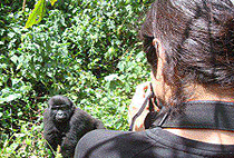 6 Days 5 Nights Uganda Wildlife Safari Chimpanzee Gorilla Trekking 6 Days 5 Nights Uganda Wildlife Safari Chimpanzee Gorilla Trekking