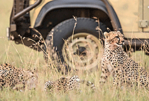 Borana Lodge Borana Conservancy Laikipia Plateau Borana Lodge Borana Conservancy Laikipia Plateau