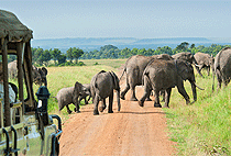 3 Days 2 Nights AA Lodge Mara Flying Safari Package 3 Days 2 Nights AA Lodge Mara Flying Safari Package