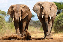 Rhino Valley Lodge Bandas Tsavo West National Park Rhino Valley Lodge Bandas Tsavo West National Park