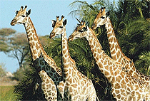2 Days 1 Night Voi Safari Lodge Tsavo East Mombasa Safari 2 Days 1 Night Voi Safari Lodge Tsavo East Mombasa Safari