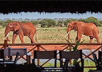2 Day Ngutuni Lodge Safari from Mombasa
