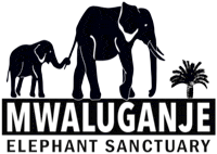 2 Day Shimba Hills & Mwaluganje Sanctuary Safari from Mombasa/ Diani