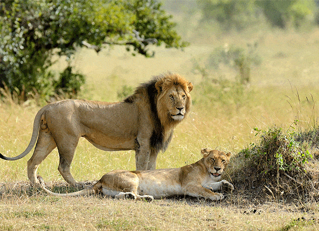 2-days-kenya-safaris-lions-in-the-masai-mara-national-reserve 2 day Kenya Safaris