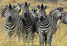 2 Days 1 Night Naivasha Kigio Wildlife Consevancy Safari from Nairobi