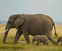 3 Day Road Safari Package Oltukai Lodge Amboseli