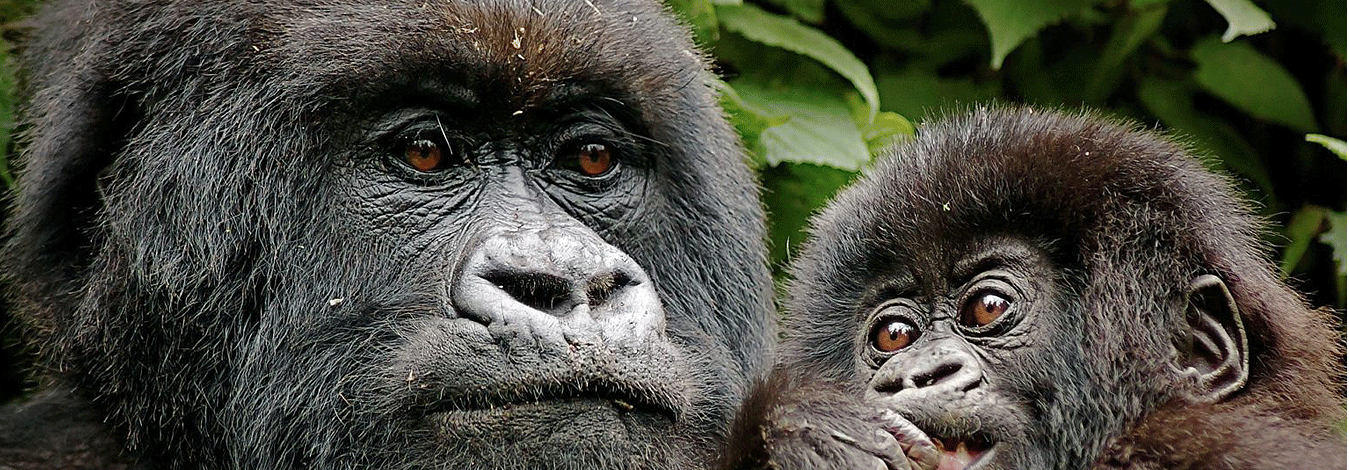 6 Days 5 Nights Uganda Safaris Gorilla Trekking Wildlife Tours
