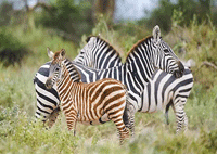 3 Days 2 Nights Amboseli Safari Club Tour Package by road from Nairobi or Diani Mombasa