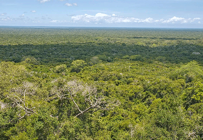 arabuko-sokoke-forest-coastal-kenya Arabuko Sokoke Forest