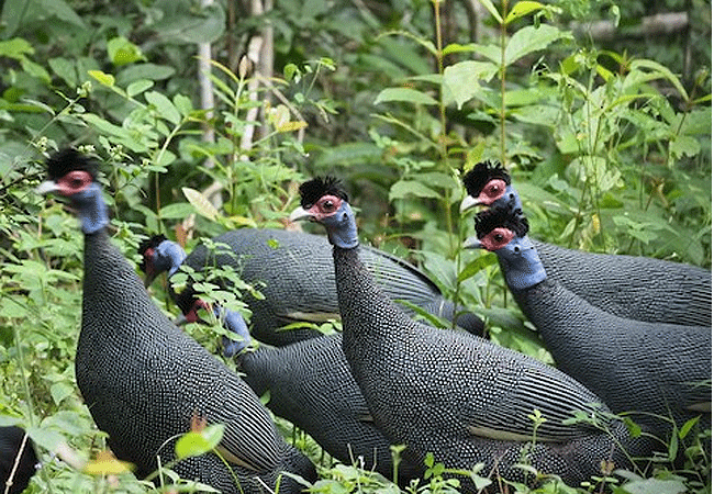 arabuko-sokoke-forest-crested-genea-fowl Arabuko Sokoke Forest