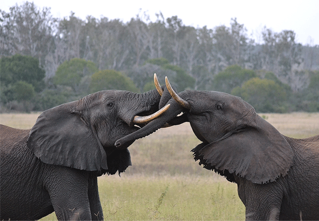 arabuko-sokoke-forest-elephants Arabuko Sokoke Forest