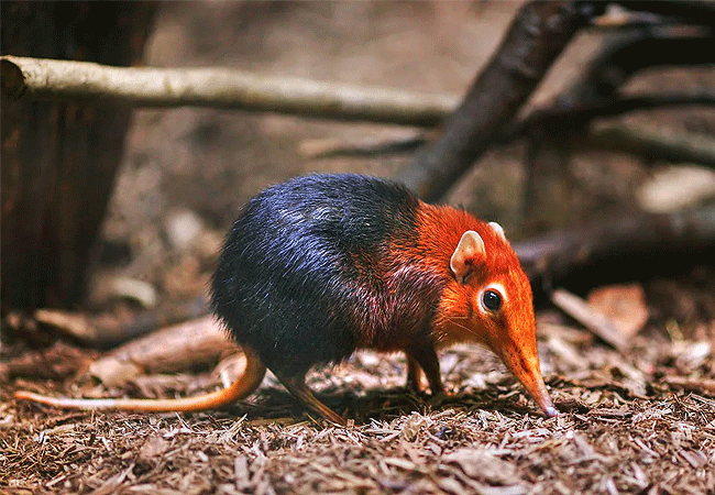 arabuko-sokoke-forest-golden-ramp-elephant-shrew Arabuko Sokoke Forest