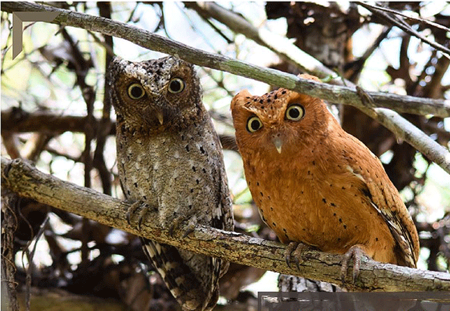 arabuko-sokoke-forest-scops-owl-birds Arabuko Sokoke Forest