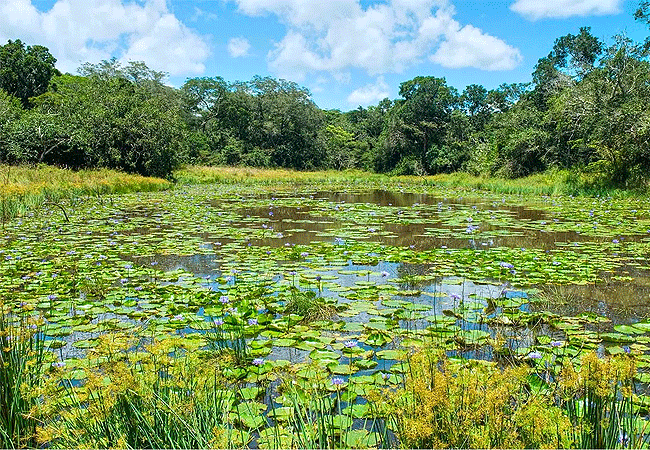 arabuko-sokoke-forest-swamp Arabuko Sokoke Forest