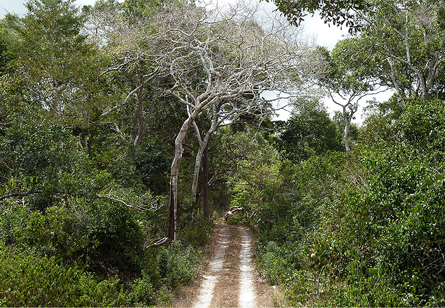 arabuko-sokoke-forest-watamu-kenya Arabuko Sokoke Forest
