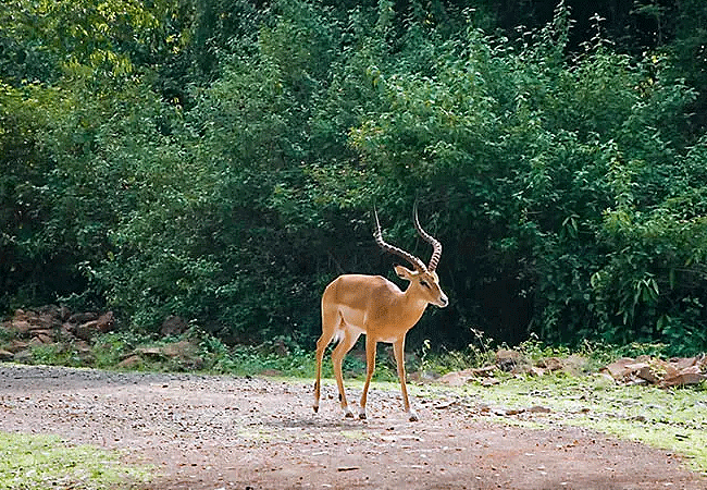 arabuko-sokoke-forest-wildife-impala Arabuko Sokoke Forest