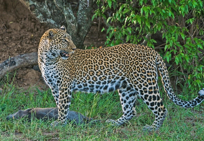 arabuko-sokoke-forest-wildife-leopard Arabuko Sokoke Forest