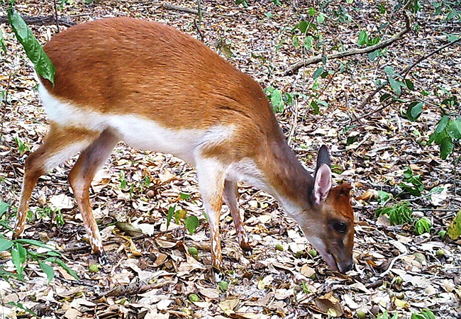 arabuko-sokoke-forest-wildlife-aders-duiker Arabuko Sokoke Forest