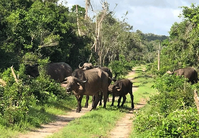 arabuko-sokoke-forest-wildlife-african-buffalo Arabuko Sokoke Forest