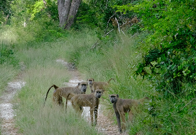 arabuko-sokoke-forest-wildlife-yellow-baboons Arabuko Sokoke Forest
