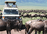 Ngorongoro Crater 1 Day Safari from Arusha – Tanzania