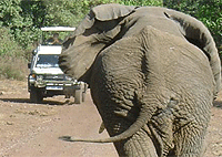 Arusha National Park 1 Day Safari – Tanzania