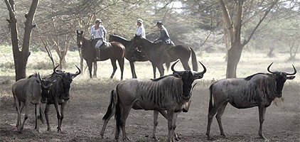 Arusha Horseback Riding Day Tour