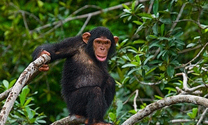 3 Days 2 Nights Budongo Forest Reserve Chimpanzee Safari (Driving) From Kampala or Entebbe